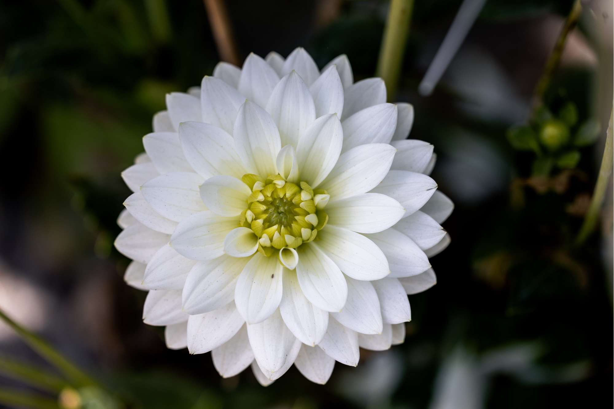 Dahlia 'Karma Maarten Zwaan'